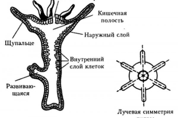 Ссылка на кракен kr2web in